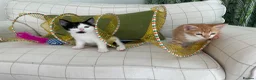 Mixed Breed cats for sale: Fabulous Kittens  in Clitheroe - Advert 1