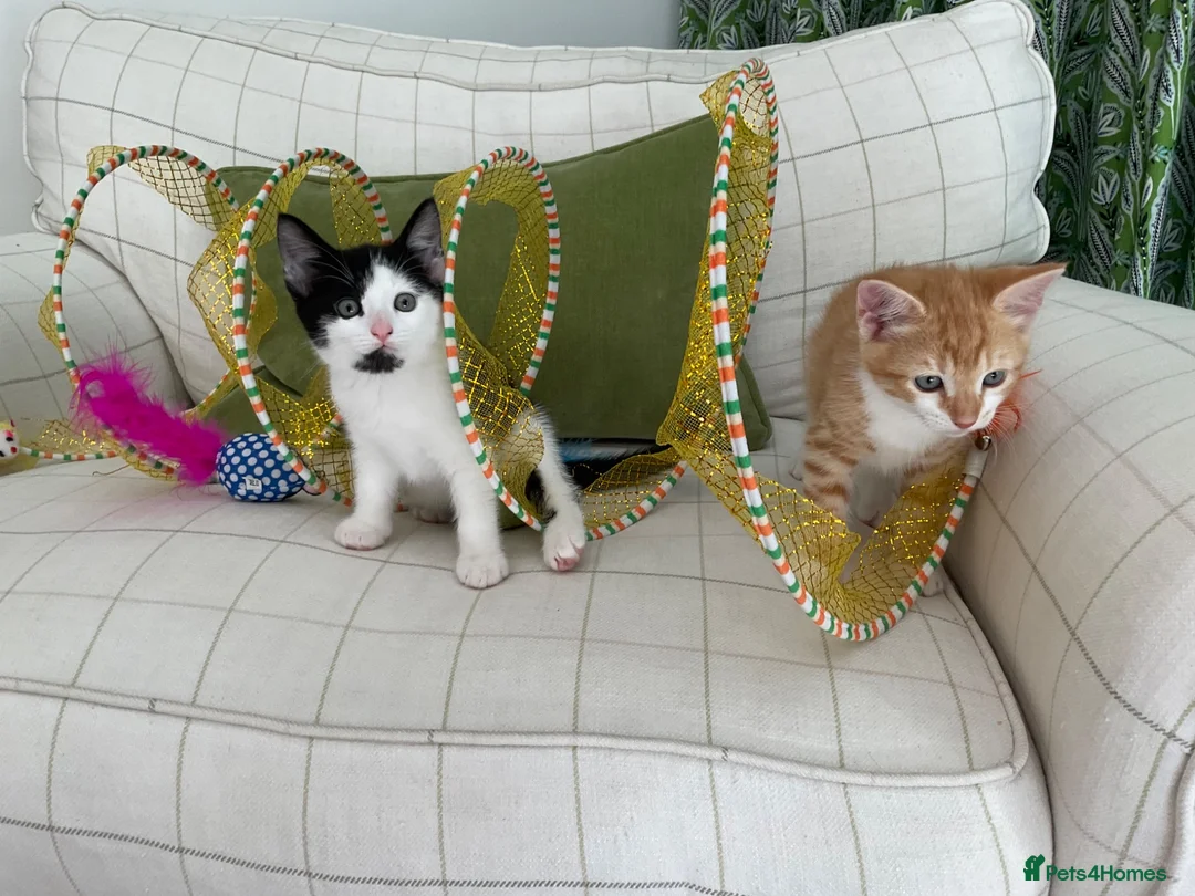 Mixed Breed cats for sale: Fabulous Kittens  in Clitheroe - Advert 1