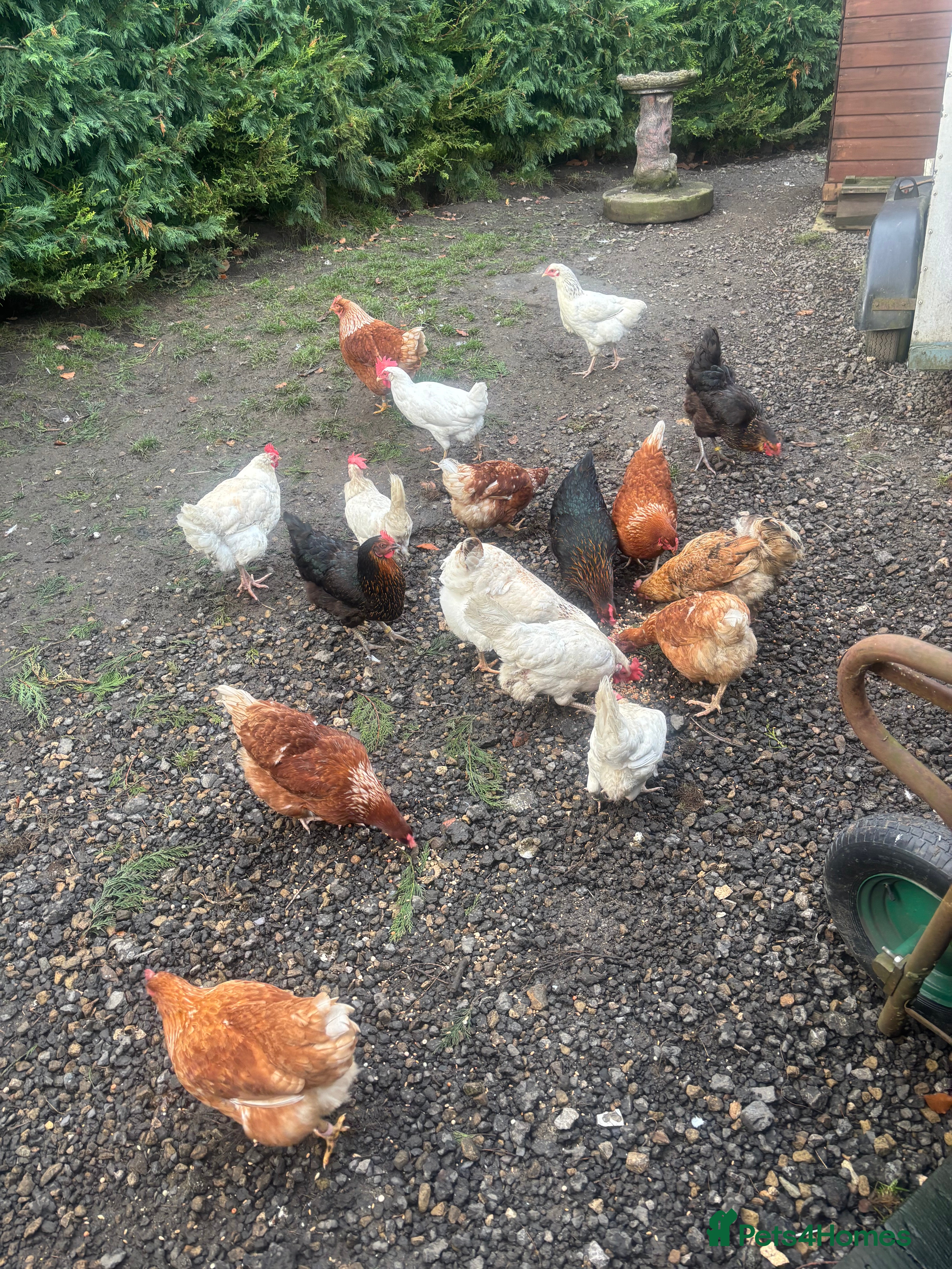 Chickens poultry Mixed breed chickens  - Advert 22