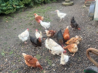 Chickens poultry for sale - Advert 1