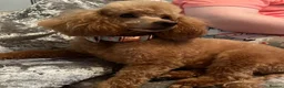 Toy Poodle dogs for sale: Toy poodle puppies  - Advert 23
