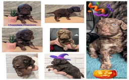 Cockapoo dogs for sale: F2b cockapoo Puppies (all females) - Image 3