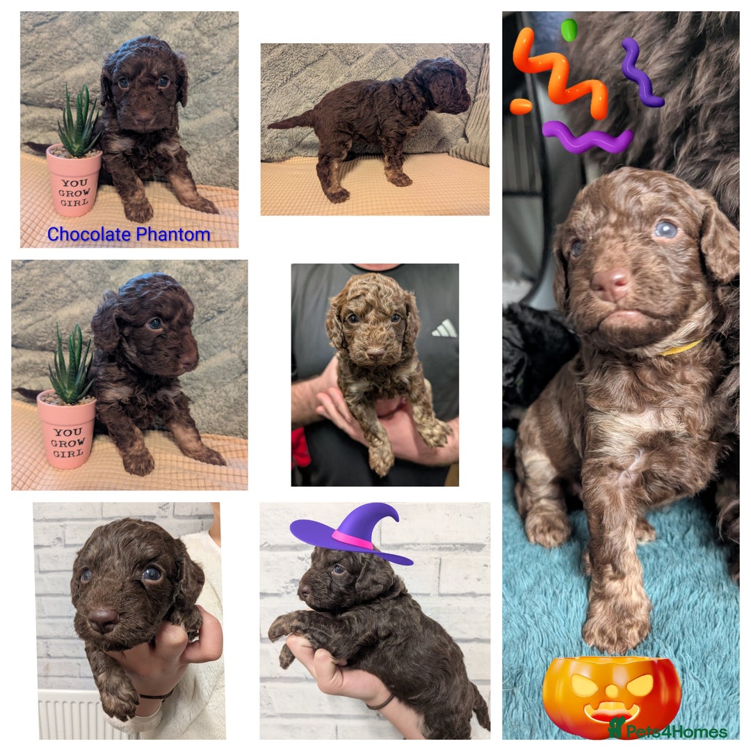 Cockapoo dogs for sale: F2b cockapoo Puppies (all females) - Image 3