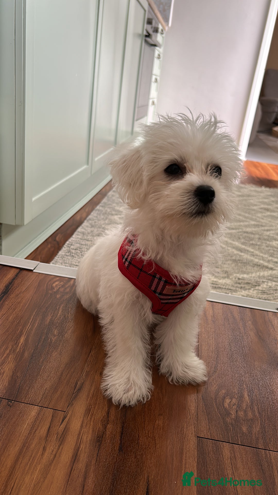 Morkie dogs for sale: Beautiful little boy Arlo - Image 2