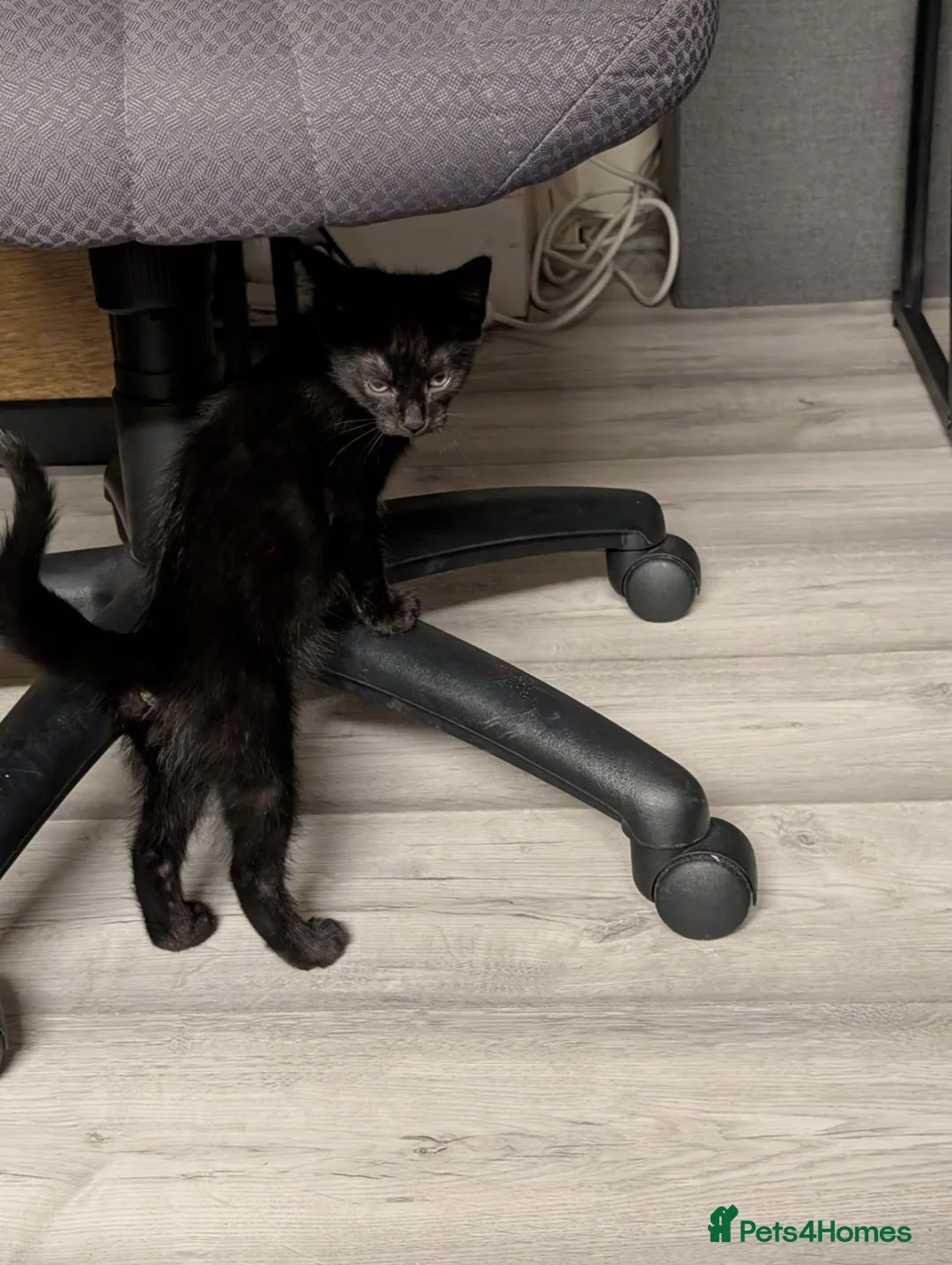 Mixed Breed cats for sale: 2 Lovely mixed breed kittens for sale in Scunthorpe - Advert 2