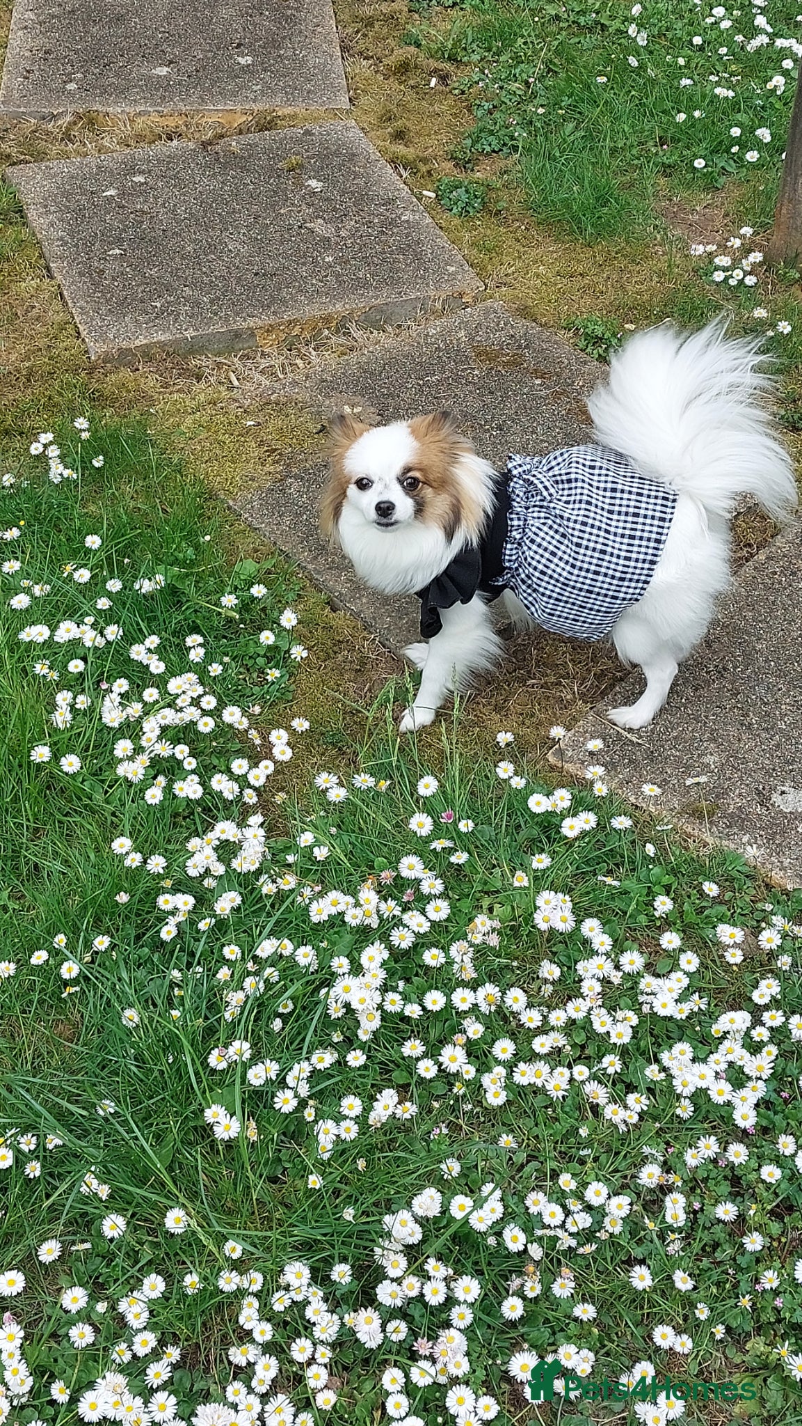 Mixed Breed dogs for sale: Dog for sale  in Gillingham - Advert 6