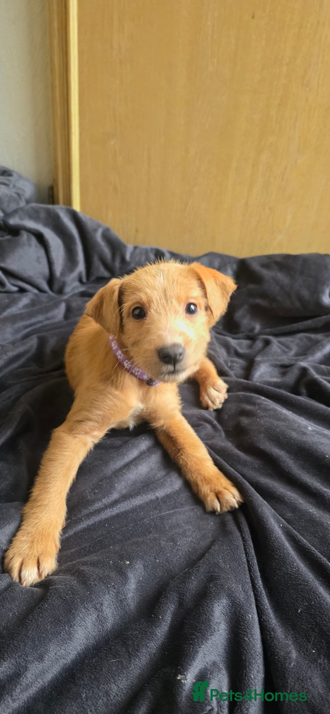 Irish Terrier dogs for sale: Five puppies for sale  - Advert 14