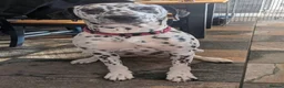 Mixed Breed dogs for sale: Dalmation / lab  in Corby - Advert 1