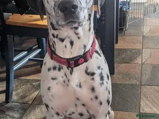 Mixed Breed dogs Dalmation / lab - Advert 1
