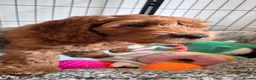 Cavapoo dogs for sale: 1 Gorgeous Cavapoo puppy remaining F1 - Advert 2