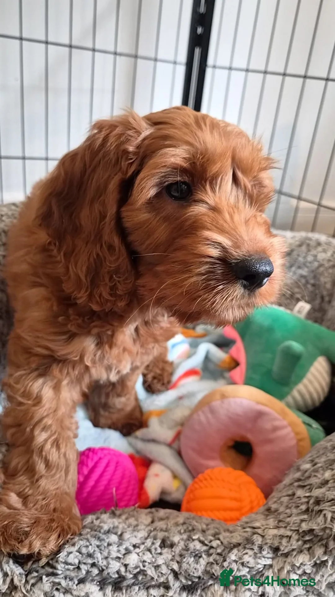 Cavapoo dogs for sale: 1 Gorgeous Cavapoo puppy remaining F1 - Advert 2