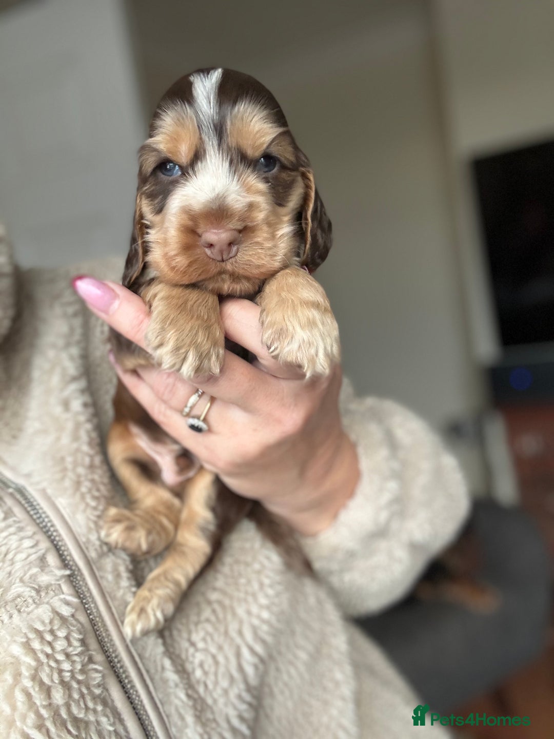 Cocker Spaniel dogs for sale: Quality kc show type cocker spaniels - Advert 2