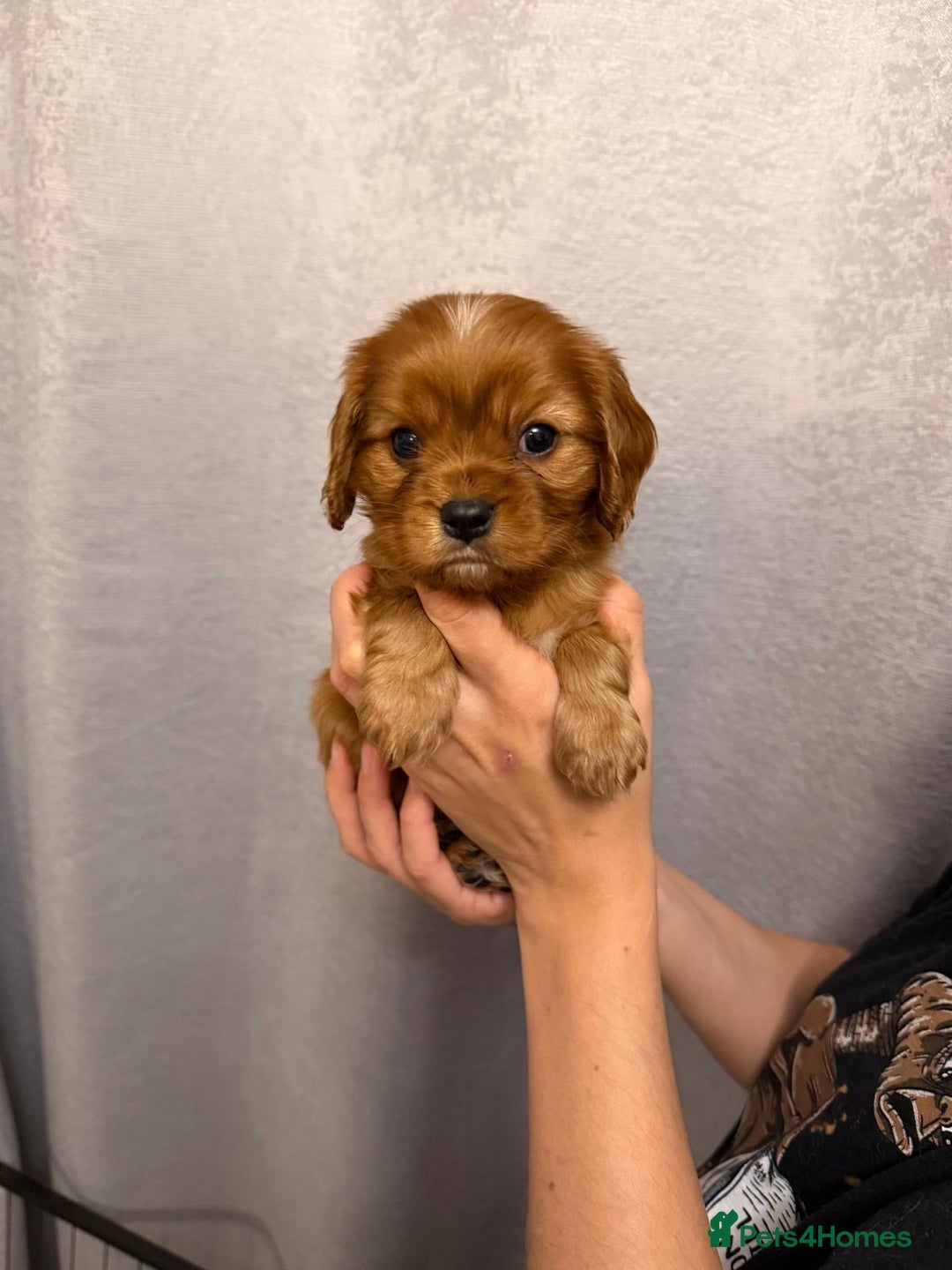 Cavalier King Charles Spaniel dogs for sale: Beautiful KC Registered Boy ✨ Health Tested ✨ - Advert 33