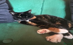 Bengal cats for sale: Bengal mix for rehome  - Advert 2