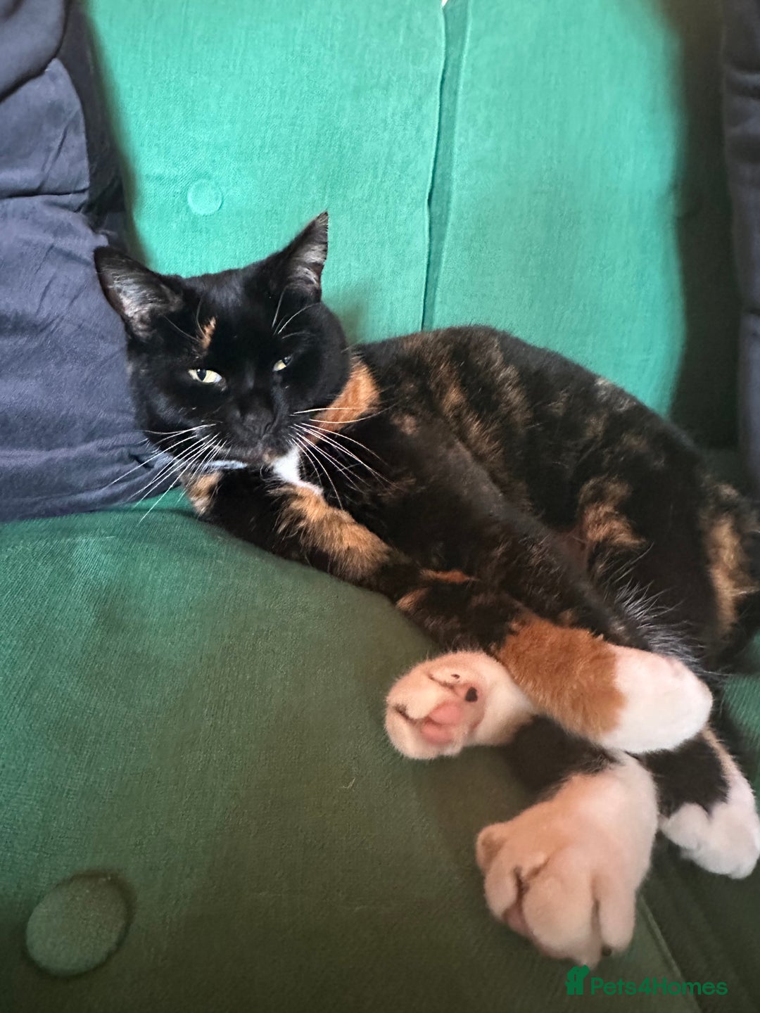 Bengal cats for sale: Bengal mix for rehome  - Advert 2