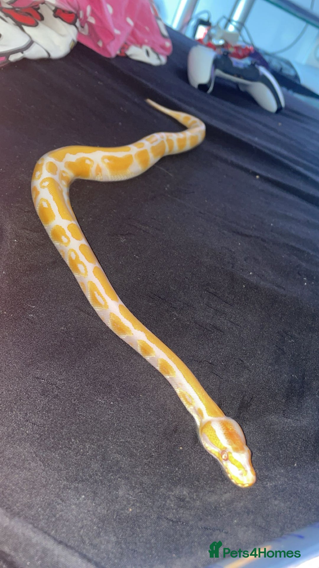 Python Snake reptiles for sale: Royal python for sale  - Image 1