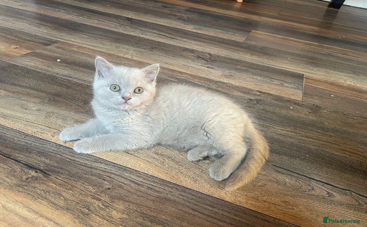 British Shorthair cats - Advert 1