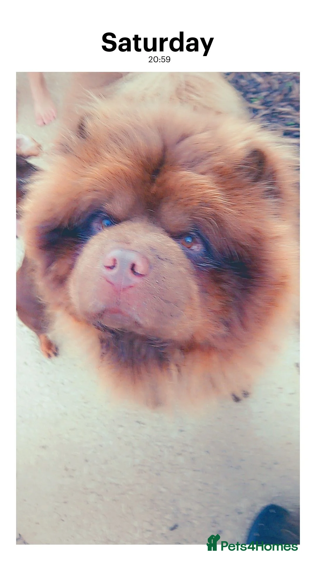 Chow Chow dogs for stud: Amazing chocolate chow chow for stud in Cardiff - Advert 1