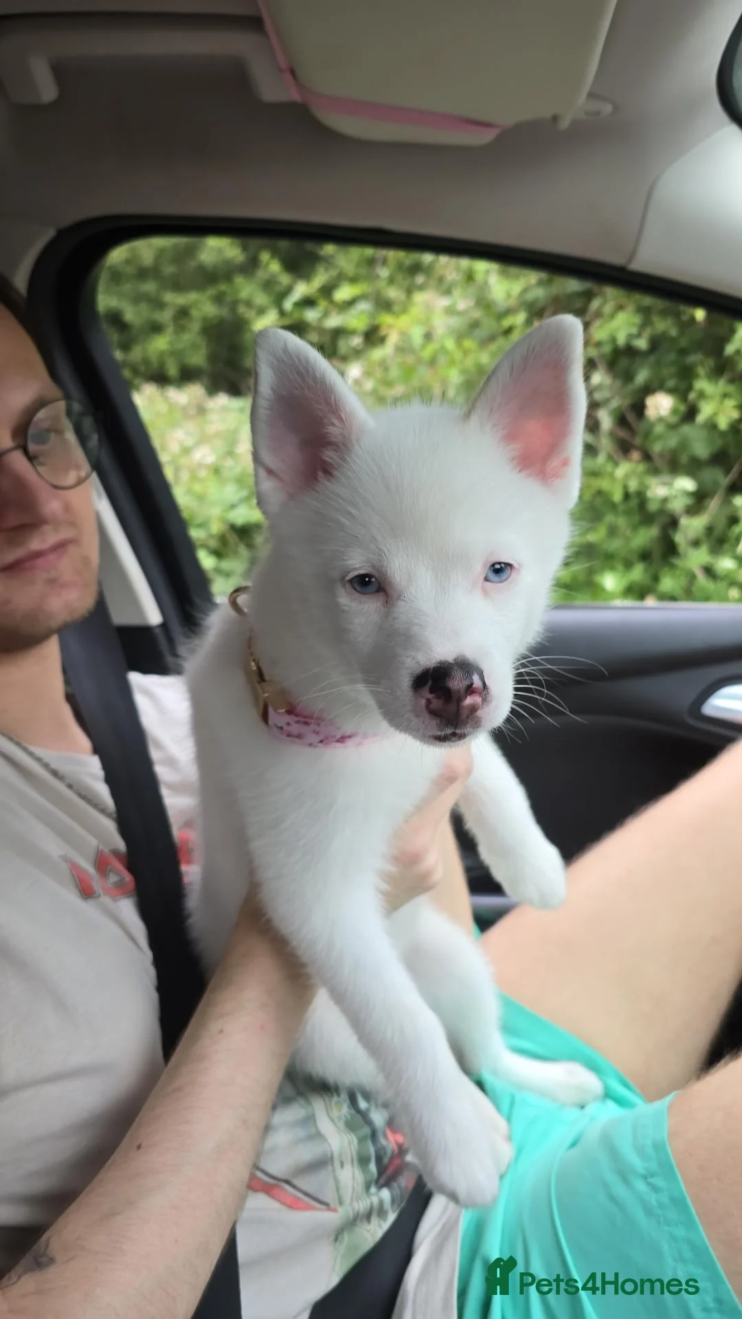 Pomsky dogs for sale: 6 month old pomsky puppy for sale  - Advert 2