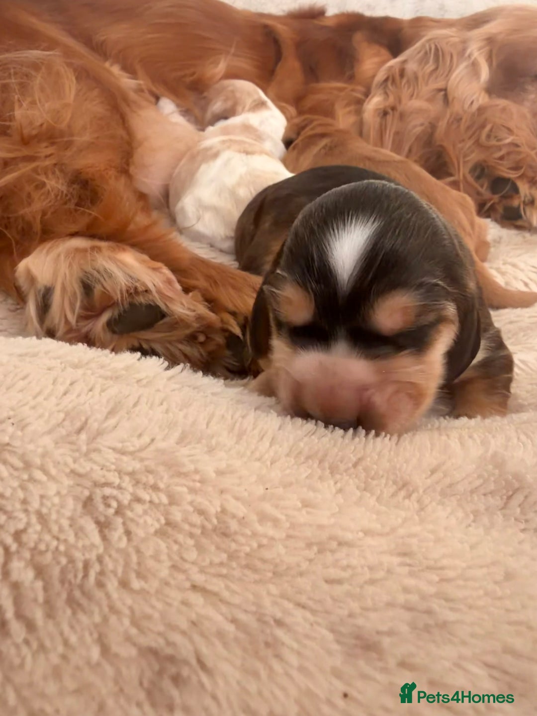 Cocker Spaniel dogs for sale: Adorable show cocker spaniel boys!  - Advert 9