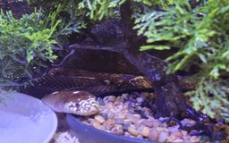 King Snake reptiles for sale: California king snake  - Image 1