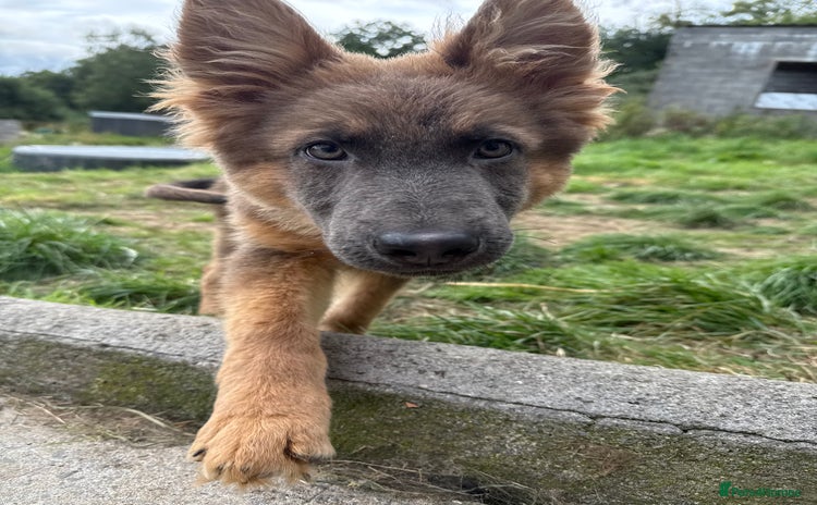 German Shepherd dogs for sale - Advert 1