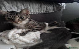 British Shorthair cats for sale: 3 Male kittens ready to be collected  - Image 6