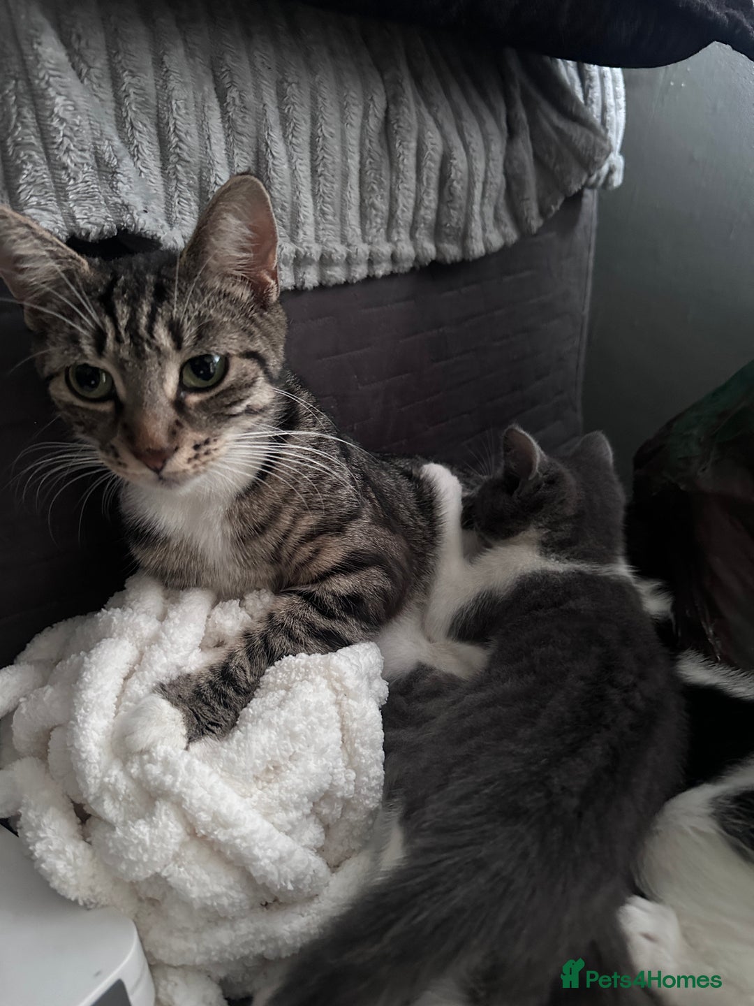 British Shorthair cats for sale: 3 Male kittens ready to be collected  - Image 6