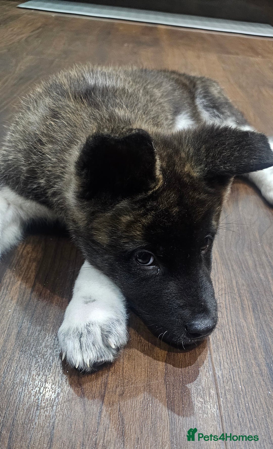 Akita dogs for sale: Akita Puppy - Advert 4