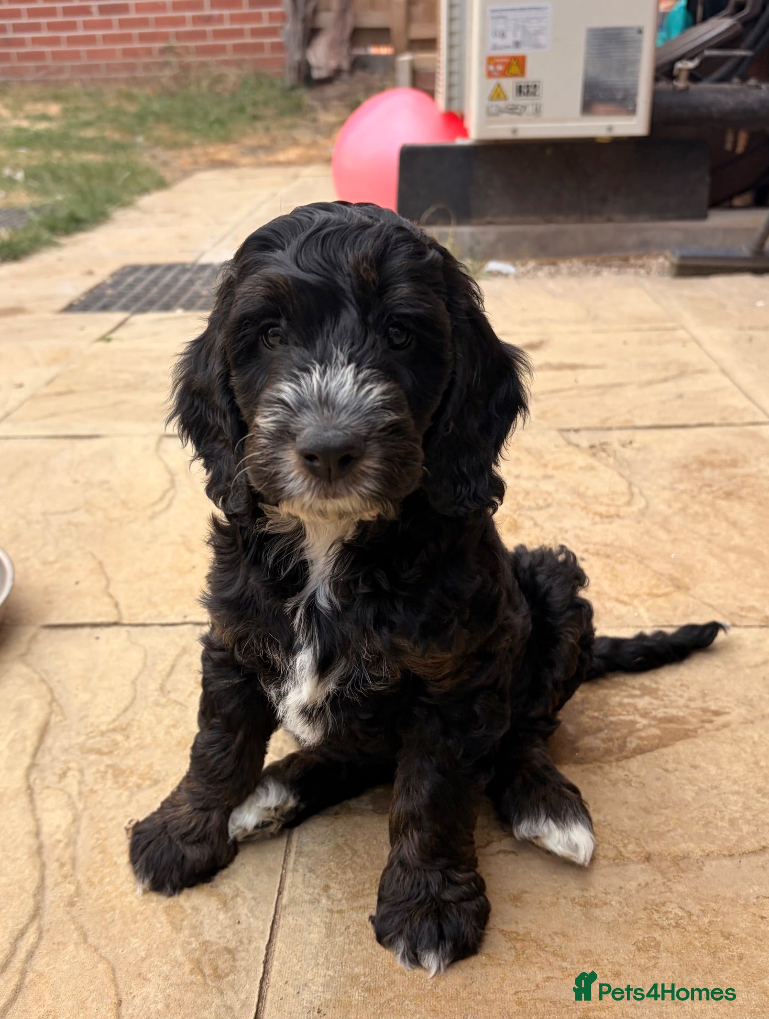 Cockapoo dogs Ready now! F1 show type miniature cockapoos - Advert 8