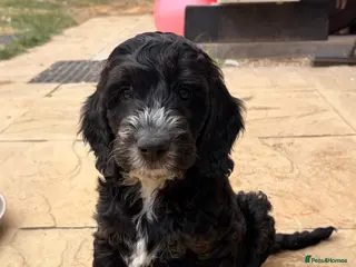 Cockapoo dogs Ready now! F1 show type miniature cockapoos - Advert 10