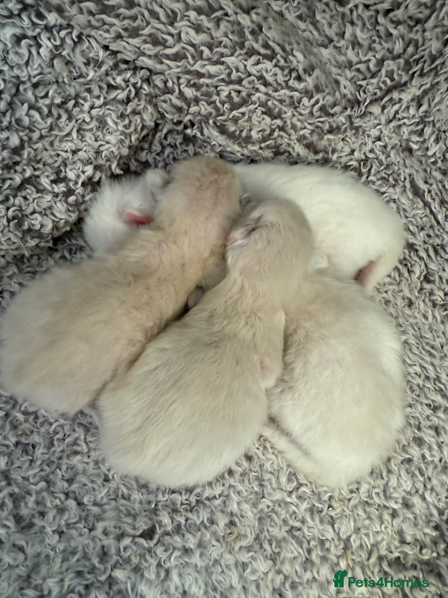 Ragdoll cats 4 male ragdolls  - Advert 1