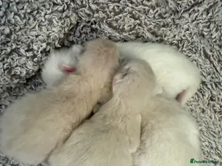 Ragdoll cats 4 male ragdolls - Advert 1