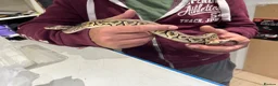 Python Snake reptiles for sale: 11 snakes for sale, 2 corns and 9 royal pythons  - Advert 6