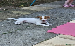 Mixed Breed dogs for sale: Teddy  - Image 2