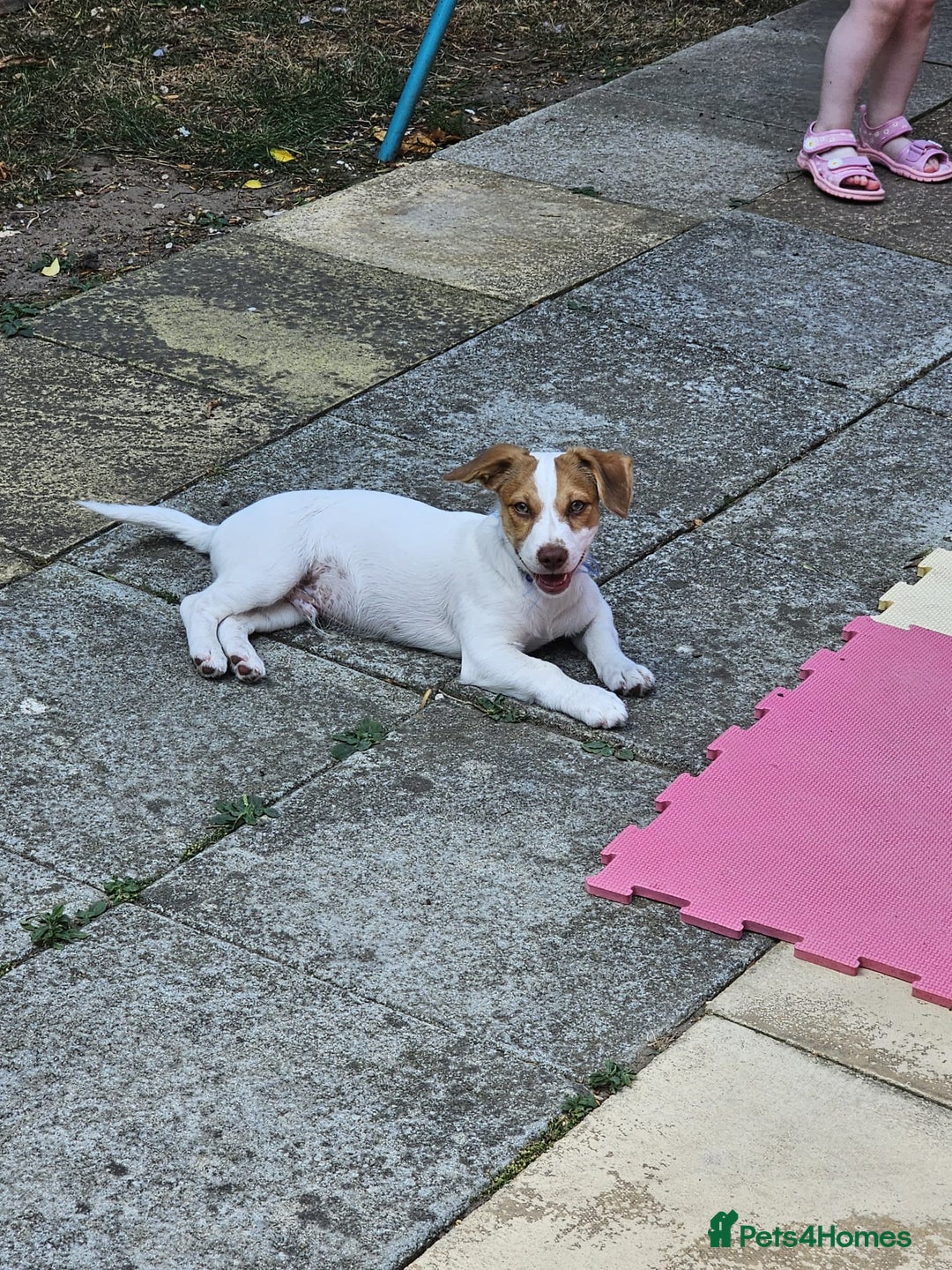 Mixed Breed dogs for sale: Teddy  - Image 2