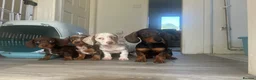 Dachshund dogs for sale: 3 females remaining ready now  - Advert 6