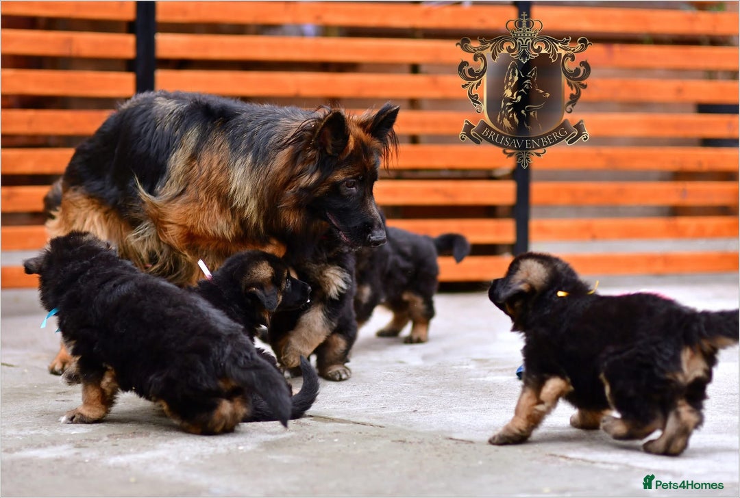 German Shepherd dogs for sale: PREGNANCY CONFIRMED * LITTER DUE 19/20 Jan - Advert 3