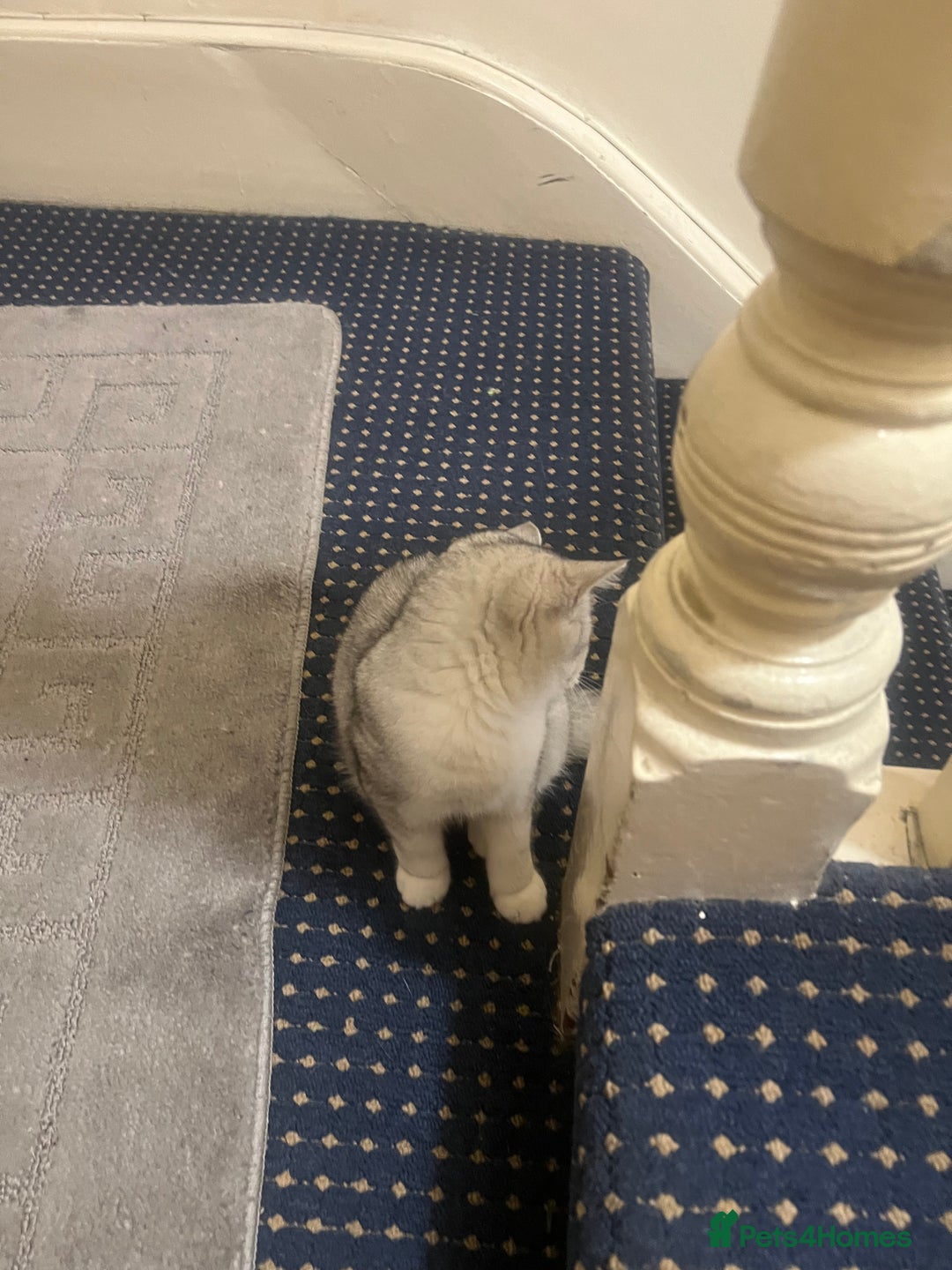 British Shorthair cats for sale: Two beautiful British Shorthair Kittens  - Image 8