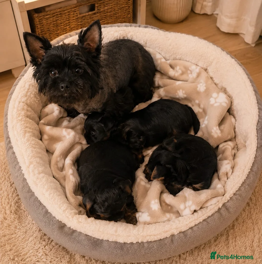 Yorkshire Terrier dogs for sale: Little Yorkshire Terrier Puppies! 2 Boys & 1 Girl. - Advert 1