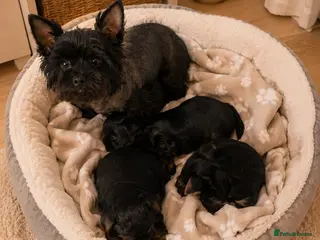 Yorkshire Terrier dogs Little Yorkshire Terrier Puppies! 2 Boys & 1 Girl. - Advert 1