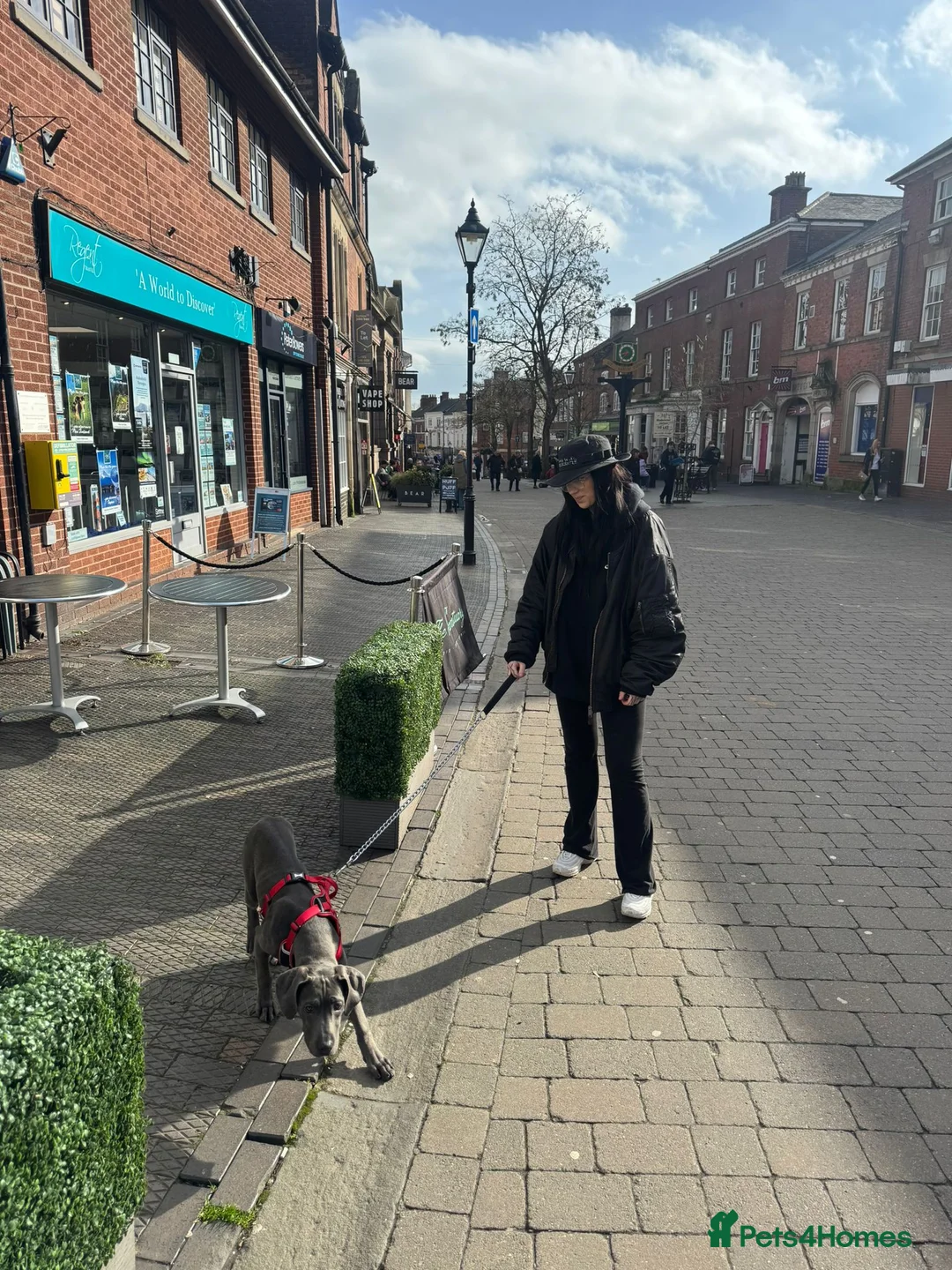 Cane Corso dogs for sale: 5 Month Old Cane Corso - Advert 5