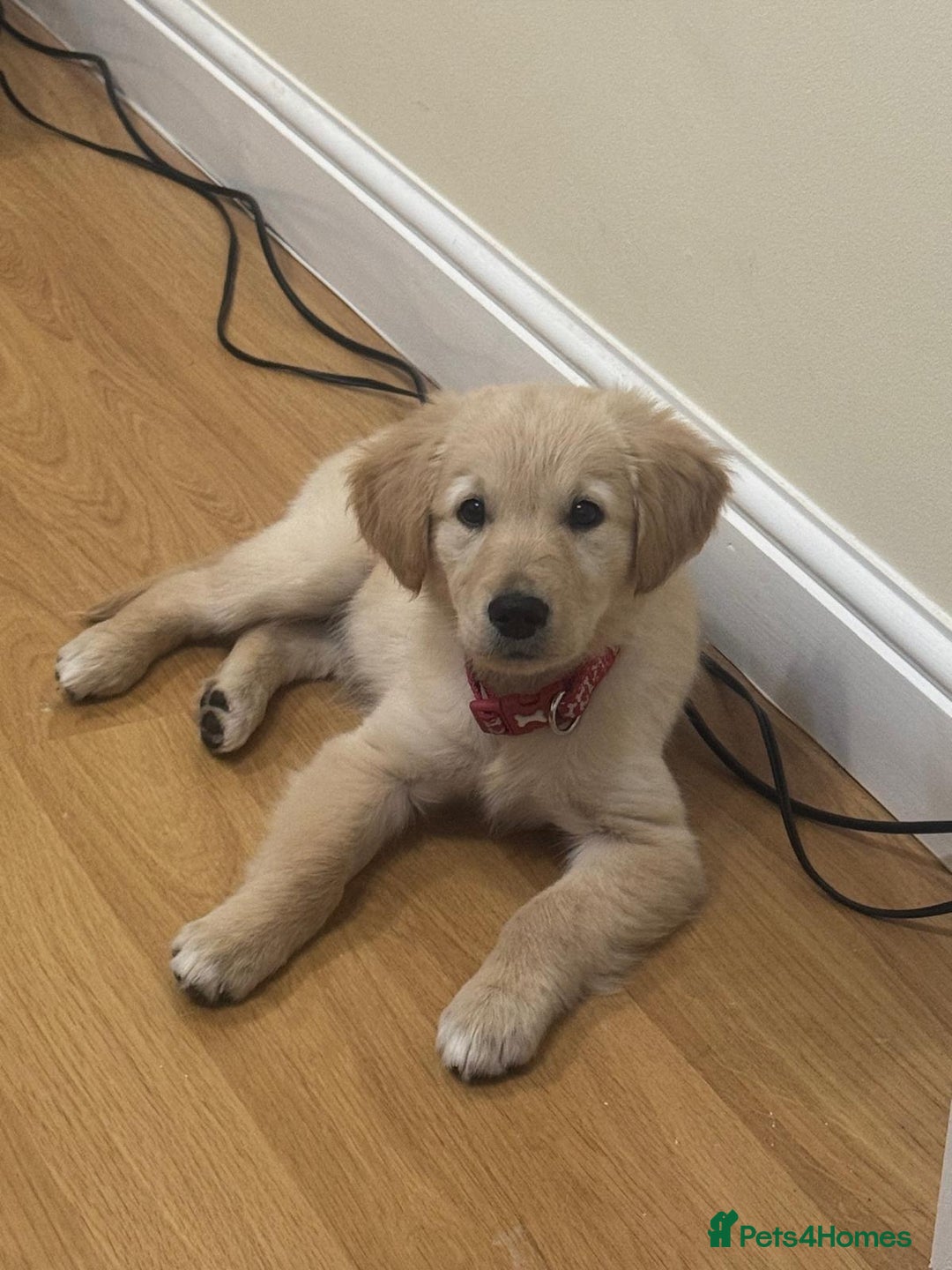 Golden Retriever dogs for sale: Beautiful Male Golden Retriever Puppy for Sale - Advert 5