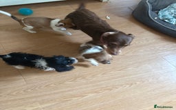 Dachshund dogs for sale: Dachshund x cavachon pups for sale - Image 20