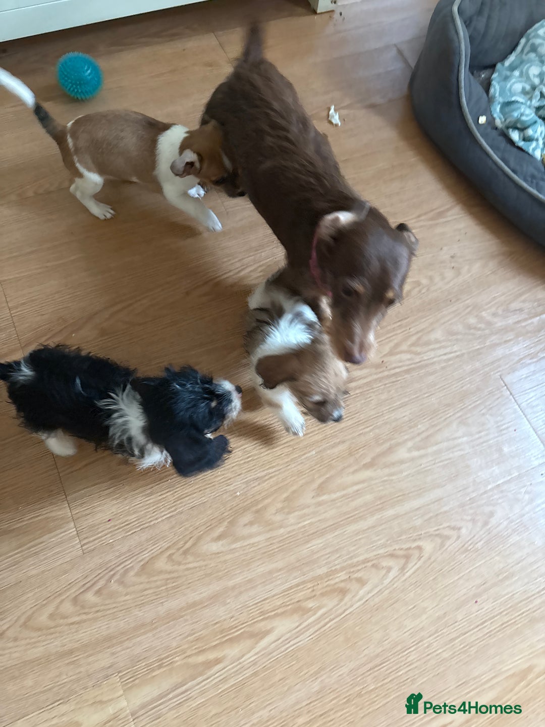 Dachshund dogs for sale: Dachshund x cavachon pups for sale - Image 20