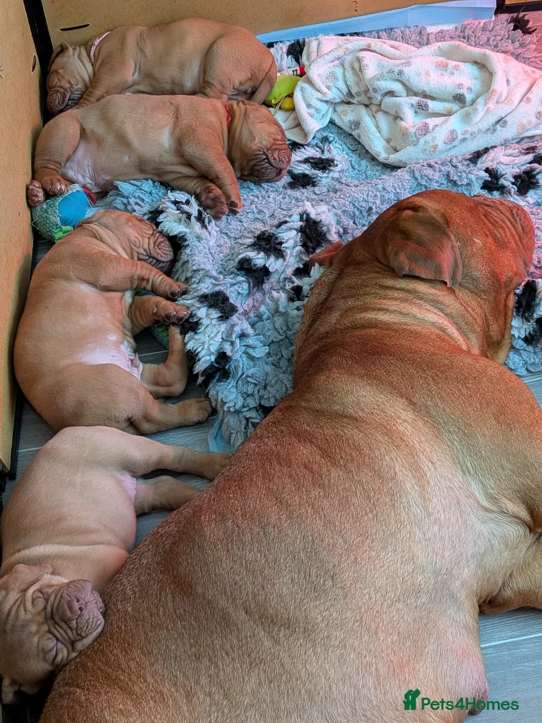 Dogue De Bordeaux dogs for sale: Pedigree chunky pups ready on Tuesday  - Advert 10