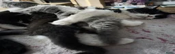 British Shorthair cats for sale: British Shorthair Exotic Kittens - Advert 6