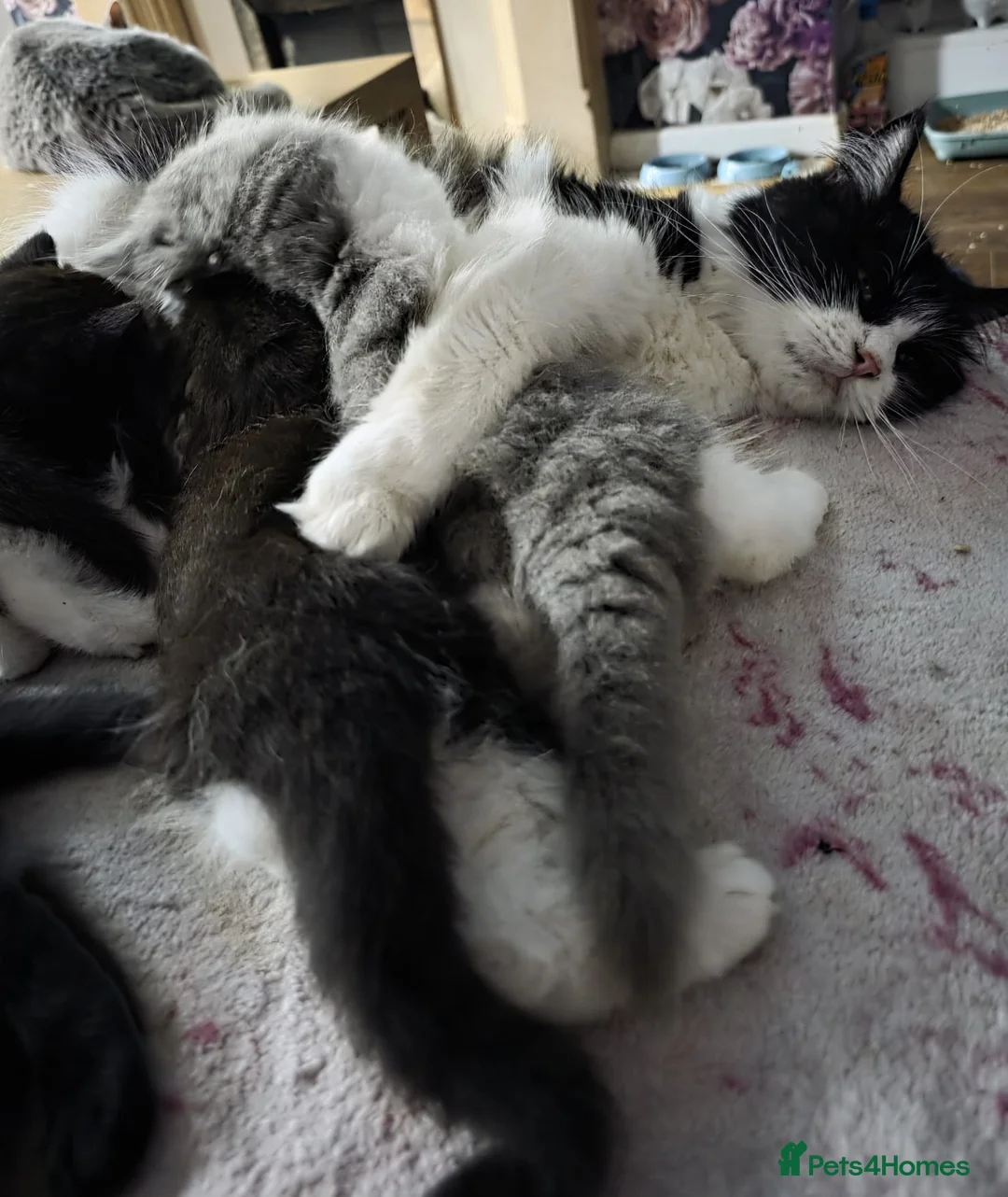 British Shorthair cats for sale: British Shorthair Exotic Kittens - Advert 6