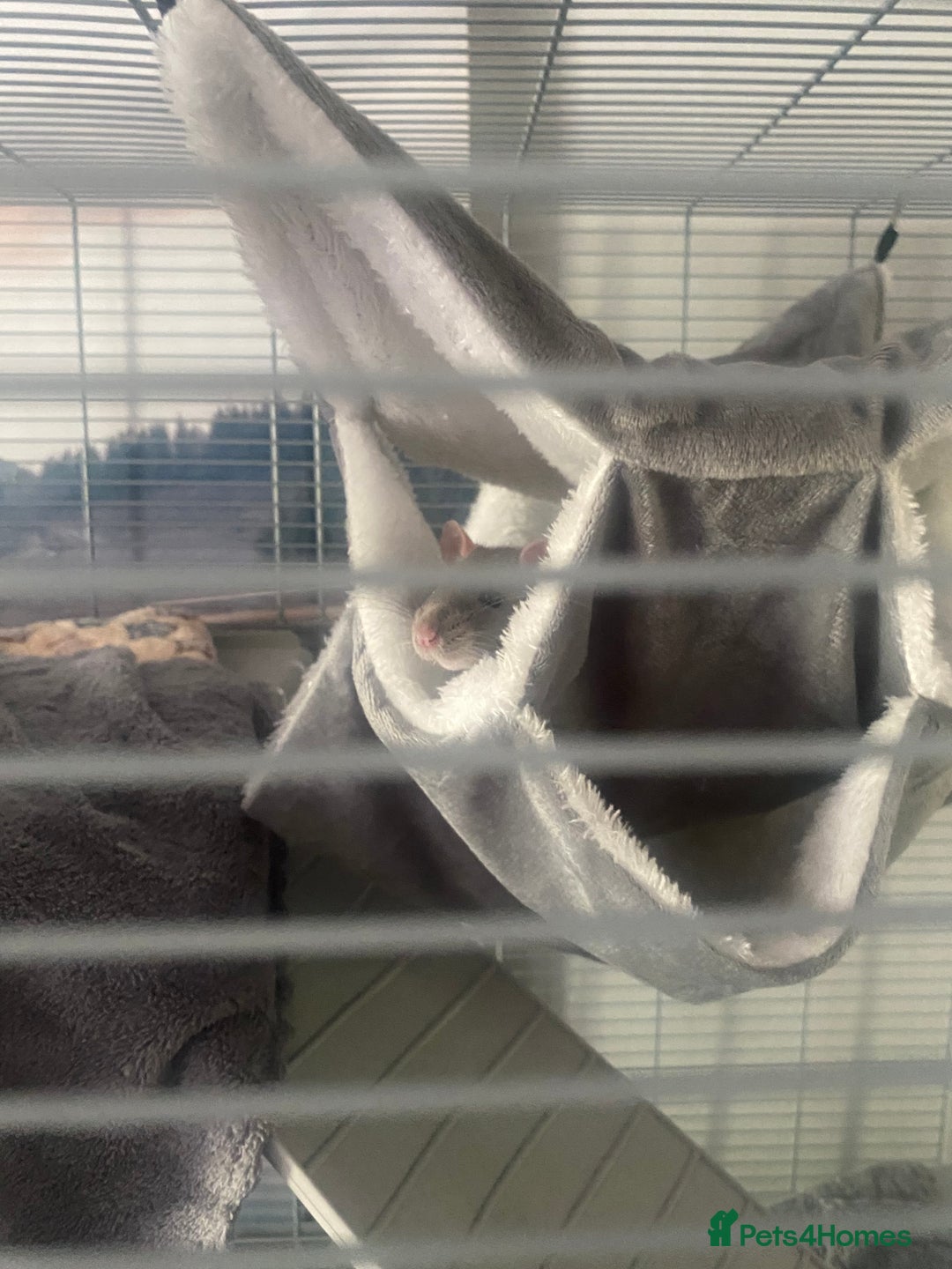 Rat rodents for sale: Solo Female Rat Rehoming - Advert 4