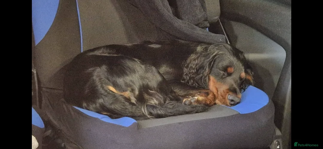 Sprocker dogs for sale: Exceptional home reared sprocker spaniel puppies.  - Advert 15